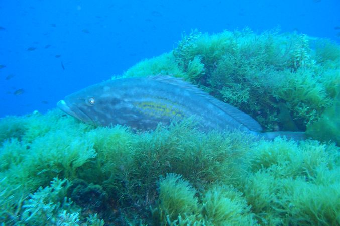 Epinephelus costae (Dotto o Cernia dorata)